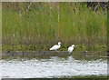 SE4202 : Two Little Egrets at RSPB Old Moor by Steve  Fareham