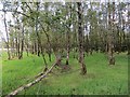 Wooded wetland, Bents