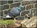 Resting pigeon by Hall Green Lock, Cheshire