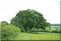 Large Oak tree