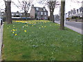 NJ9305 : Daffodils, Abbotsford Place, Aberdeen by Bill Harrison