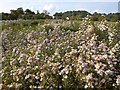 SX9066 : Michaelmas daisies, Nightingale Park by Derek Harper