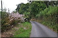 West Somerset : Country Lane