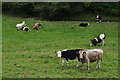 West Somerset : Grassy Field & Cattle