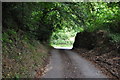 West Somerset : Country Lane