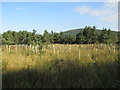 Tree plantation near Lethendry