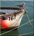 SX2553 : Boat and gull, West Looe by Derek Harper