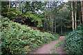 Path in East Arnecliff Wood