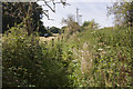 Overgrown footpath 