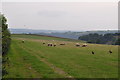 Taunton Deane District : Grassy Field