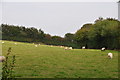 West Somerset : Grassy Field & Sheep