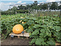 TQ0657 : Pumpkin, Royal Horticultural Society Garden, Wisley, Surrey by Christine Matthews