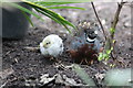 Quails at Stratford-upon-Avon Butterfly Farm