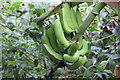 SP2054 : Banana plant at Stratford-upon-Avon Butterfly Farm by Oast House Archive