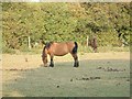 Horse in a field at Adbolton