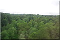 Woodland below the Welwyn Viaduct