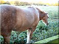 Horse in a field at Adbolton