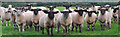 West Somerset : Sheep Grazing