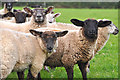 ST0029 : West Somerset : Sheep Grazing by Lewis Clarke