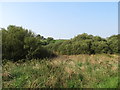 Inter-drumlin wetland on the west side of Teer Road