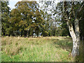 A birch wood near Caddonlee