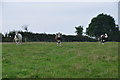 SS9930 : West Somerset : Grassy Field & Cattle by Lewis Clarke