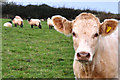 West Somerset : Grassy Field & Cow