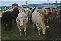 West Somerset : Cattle Grazing