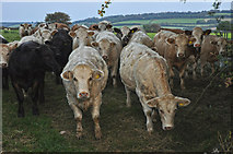 SS9930 : West Somerset : Cattle Grazing by Lewis Clarke