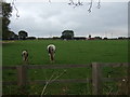 Grazing, Messingham