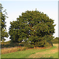 Oak tree on field boundary, off Church Road, Great Totham