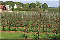 Bumper crop in a new orchard at Sargent