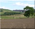 Arable field with sheep and cattle beyond