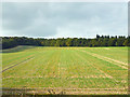 Field above Icknield Way