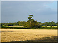 Stubble field near St. Leonards