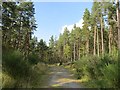 Pine wood, Skye of Curr