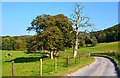 Country Lane, near Creech, Dorset