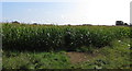 Field of maize at Happy Land, Ashton Keynes