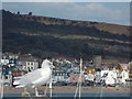 SY3391 : Lyme Regis: seagull on a lamppost by Chris Downer