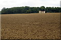 Field by Church End with Great Early Grove beyond