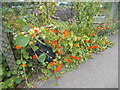 Nasturtiums (Tropaeolum majus) by Gordon Road, Finchley