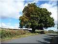 Horse chestnut tree, Middleton