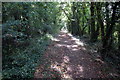 Footpath through the Plantation