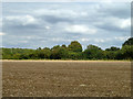 Field near Palegates Farm