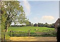 Field containing pillow mounds, Little Sodbury