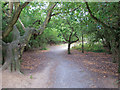 Path through Woodland, Cranham Brickfields Nature Reserve