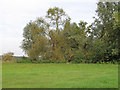 Trees near the Stour, Great Horkesley