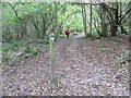 The Tunbridge Wells Circular Walk in Toll Wood