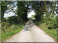 Tree arch on East Cloghoge Road