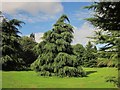 Tree, Oldbury Court